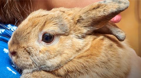 A bunny is being held by a young child wearing a blue shirt